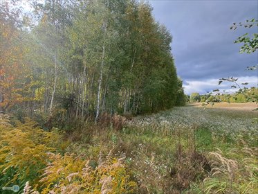 Działka rolna z możliwością zabudowy w Sędku, 8 879 m² działka Łagów, Sędek