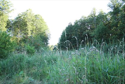 Działka leśna na sprzedaż Daniszewo 7 000m2 Foto 6