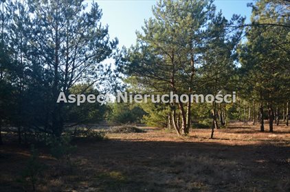 Działka leśna na sprzedaż Suchcice 12 200m2 Foto 5