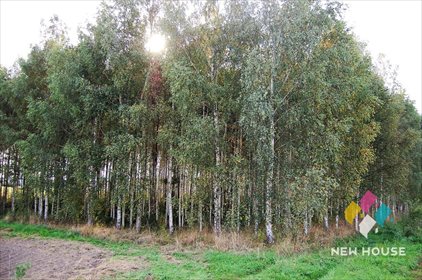 Działka leśna na sprzedaż Barcikowo 41 800m2 Foto 6