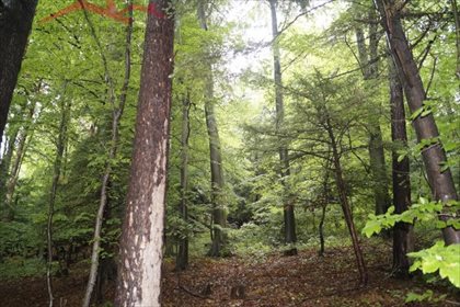 Działka leśna na sprzedaż Malinówka 38 900m2 Foto 5