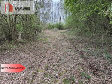 Działka nad jeziorem 3057 m² z mediami i linią brzegową działka Rybno Wielkie