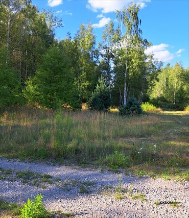 Sprzedam działkę 3128 m² w Podzamczu Piekoszowskim działka Podzamcze Piekoszowskie, Dębowa
