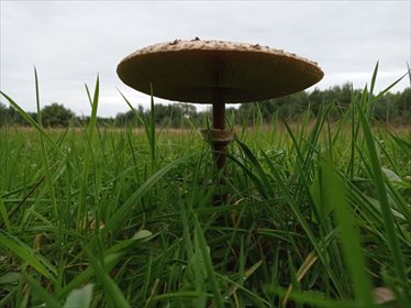 Działka 3167 m² z mediami i możliwością dokupu (Koźle) działka Koźle