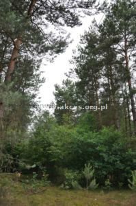 działka na sprzedaż 13047m2 działka Różan
