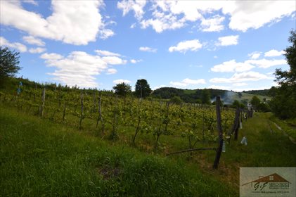 Działka rolna na sprzedaż Węgierka 11 700m2 Foto 5