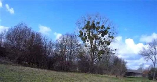 Na sprzedaż kształtna działka 531 m² w Lisznie działka Liszno