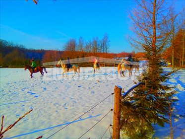 działka na sprzedaż 13223m2 działka Elbląg, Królewiecka