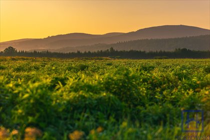 działka na sprzedaż 1511m2 działka Świeradów-Zdrój, Jarzębinowa