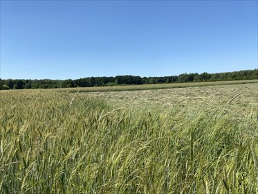 działka na sprzedaż 2600m2 działka Opole, Grudzice