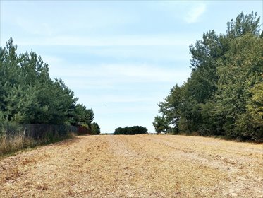 działka na sprzedaż 4500m2 działka Dominów