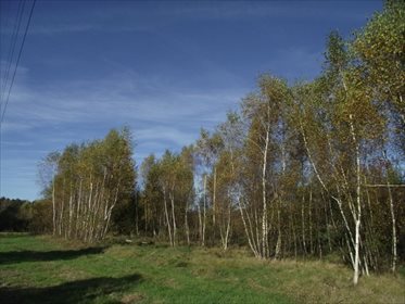 działka na sprzedaż 3648m2 działka Radomia, Radomia