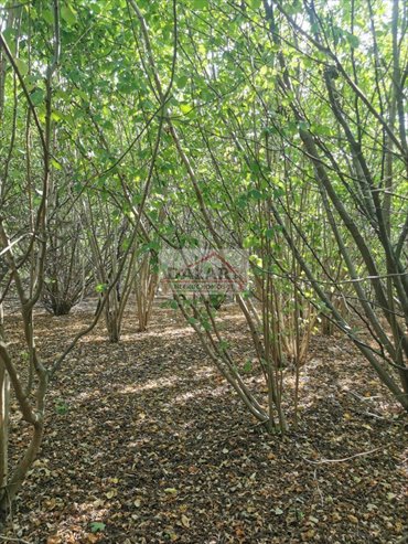 działka na sprzedaż 1000m2 działka Ustanów