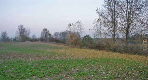 Działka komercyjna na sprzedaż Owieczki 5 000m2 Foto 2