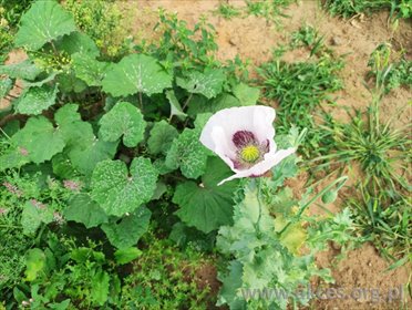 działka na sprzedaż 3390m2 działka Radzymin