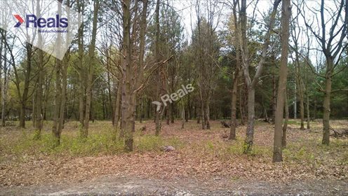 Działka budowlana na sprzedaż Komorów 2 000m2 Foto 2