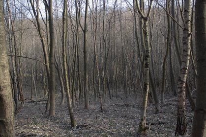1,54 ha lasu z UPUL | Łopuszka Wielka – Pewna lokata działka Łopuszka Wielka