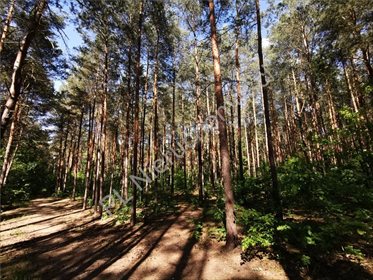 Działka 3000 m² pod dom w Milanówku - media i warunki działka Milanówek