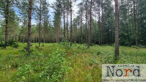 Do sprzedania działka 1484 m² w Gorczycy z lasami i mediami działka Gorczyca
