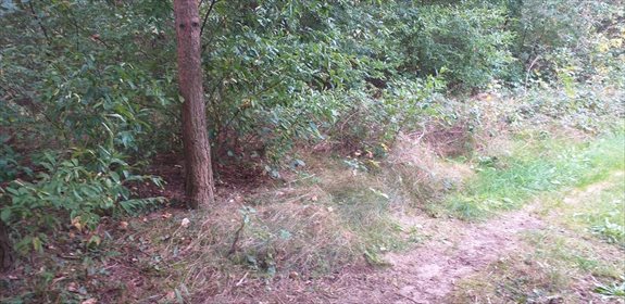 działka na sprzedaż 1024m2 działka Kłoda