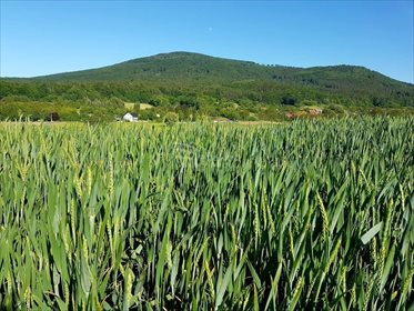 Działka budowlana na sprzedaż Sady 21 500m2 Foto 4