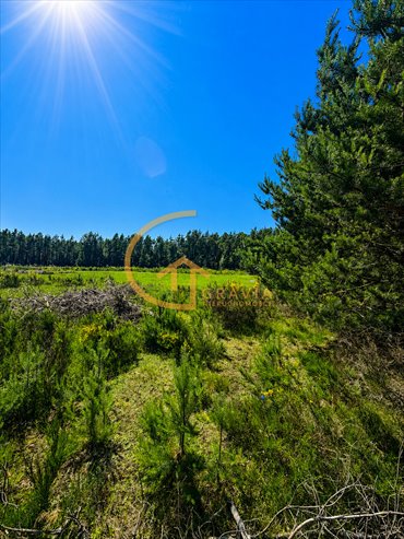 Działka 3335 m² z lasem i potencjałem inwestycyjnym zapraszam działka Nowy Dwór Wejherowski, Nowy Dwór Wejherowski, Rekreacyjna