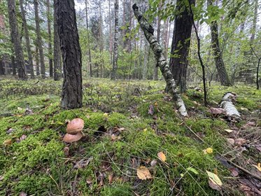 działka na sprzedaż 1993m2 działka Nowy Adamów