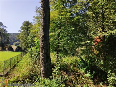 Sprzedam działkę rekreacyjną z źródełkiem 45,56 ara w Januszowicach działka Januszowice