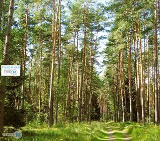 Las sosnowo-dębowy 43,1 ha w Sędziejowicach - polecam działka Chmielnik, Sędziejowice, Sędziejowice