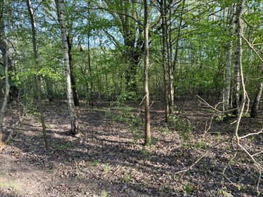 Do sprzedania działka 2500 m² w Milanówku z lasem i prywatnością działka Milanówek, Rososzańska