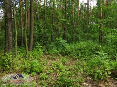 Działka leśna na sprzedaż Sieradza 7 700m2 Foto 2