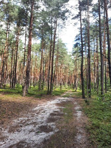 działka na sprzedaż 3455m2 działka Żarki-Letnisko, Żarki-Letnisko, Jasna