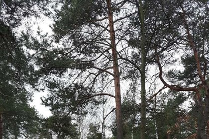 Sprzedam działkę 1677 m² z sosnami i mediami w Józefowie działka Józefów