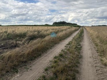 działka na sprzedaż 5000m2 działka Łubowo, Rzegnowo, Rzegnowo