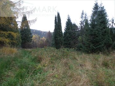 Działka inwestycyjna na sprzedaż Strzebowiska 9 988m2 Foto 3