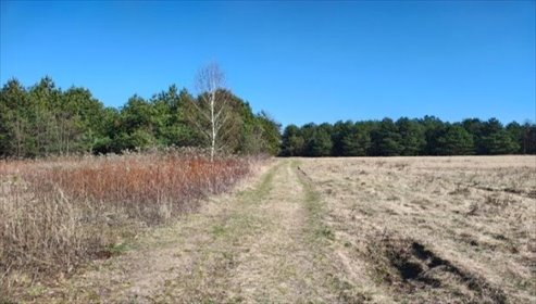 działka na wynajem 132891m2 działka Trzciany