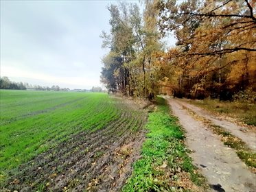 Działka rekreacyjna na sprzedaż Mianów 2 828m2 Foto 2
