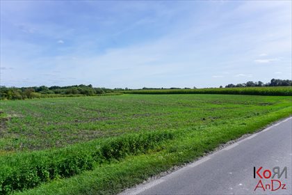Działka inna na sprzedaż Rożdżałów 10 000m2 Foto 6