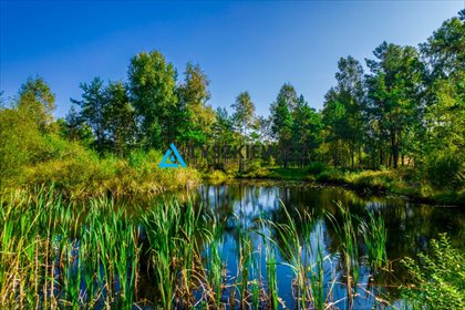 Urokliwa działka 7300 m² z stawem w sercu lasu działka Staniszewo
