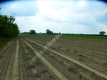 Dom na sprzedaż Piorunów 100m2 Foto 2