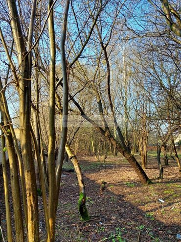 działka na sprzedaż 3144m2 działka Chyliczki