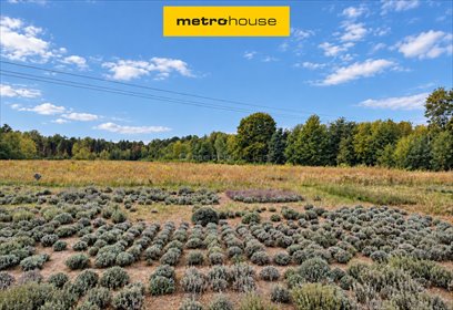 Działki budowlane w Korabiewicach (35 756 m², las, blisko parku wodnego) działka Korabiewice