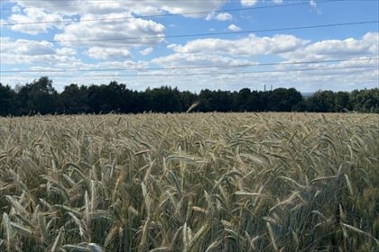 Działka rolna z pięknym widokiem 1,25 ha w Radziszowie działka Radziszów, Kamienna