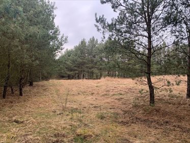 Działka rolna na sprzedaż Lewice 3 500m2 Foto 2