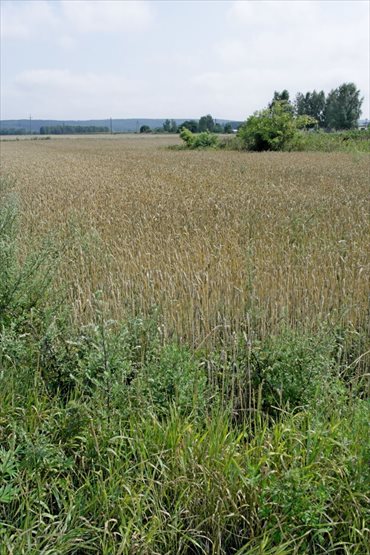 Działka rolna na sprzedaż Zakurzewo 1 249m2 Foto 3