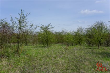 Działka rekreacyjna na sprzedaż Stare Chojno 4 000m2 Foto 3