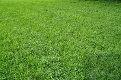 działka na sprzedaż 1605m2 działka Dobrzeń Wielki