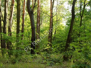 działka na sprzedaż 4328m2 działka Książenice