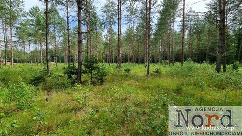 Działka 1484 m² w Gorczycy - lasy, media, zabudowa działka Gorczyca