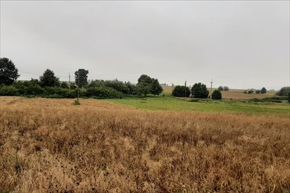 Działka rolna na sprzedaż Młodziejów, Piaski 2 600m2 Foto 2